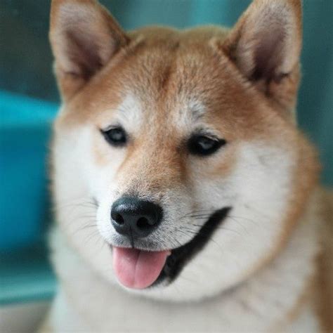 Shiba Inu Owners Guide Greencross Vets