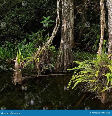 Cypress Trees And Ferns In Swampy Florida Everglades Stock Image