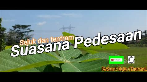 Sejuk Dan Tentram Suasana Pedesaan YouTube