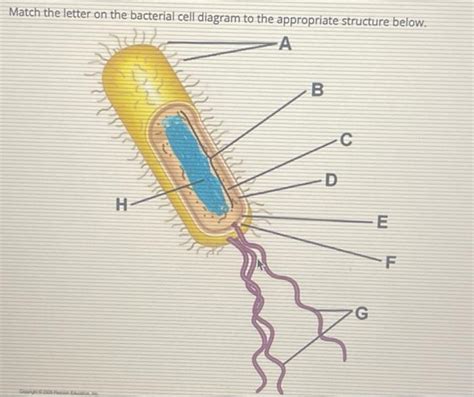 Solved Match The Letter On The Bacterial Cell Diagram To The