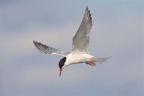 Common Tern Arbroath Harbour Dougie Edmond Flickr