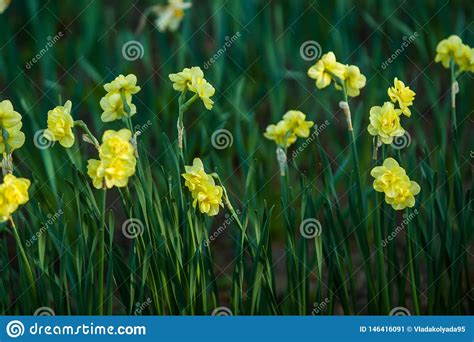 Claro Verde De Los Colores Blancos Y Amarillos De Narcissuses En Una