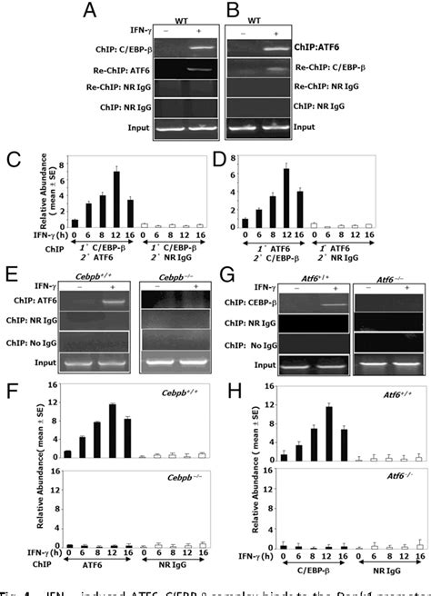 Figure From An Ifn Stimulated Atf C Ebp Signaling Pathway