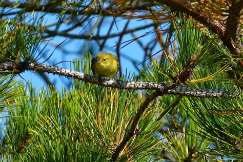 South Shore Bird Club Of Ma Cape Cod 10052013