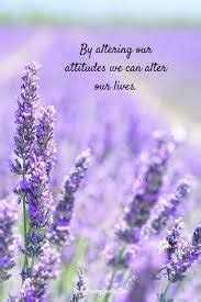 Lavender Quotes - ShortQuotes.cc