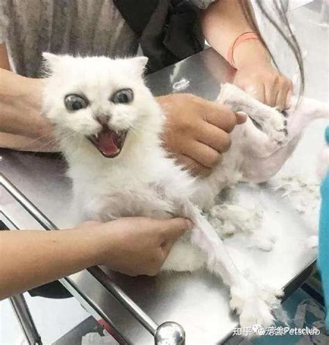 猫咪应激反应有多可怕？ 知乎