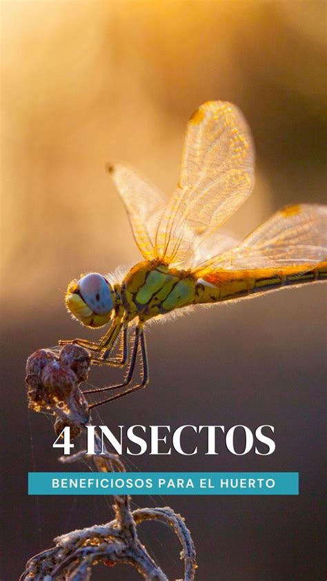 4 Insectos Beneficiosos Para El Huerto Artofit