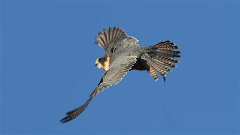 Falcons In The Wild Of Australia Hobby Grey Falcon Youtube