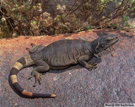 Chuckwalla - Alchetron, The Free Social Encyclopedia