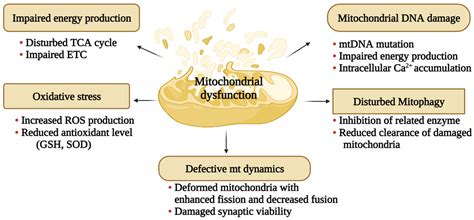 Biology Free Full Text Peripheral Mitochondrial Dysfunction A