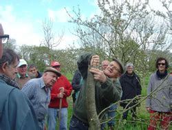 25 Avril 2015 La Greffe En Couronne Et Le Paillage Des Arbres