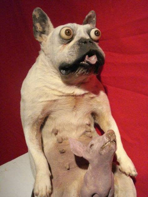 64 Best Taxidermy Images Taxidermy Bad Taxidermy Funny Taxidermy