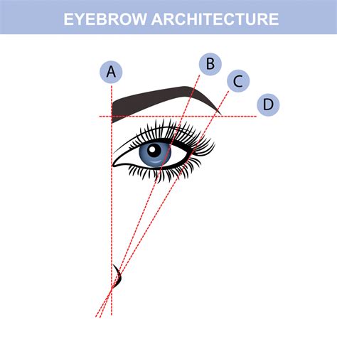 Step By Step Guide On How To Pluck And Trim Your Eyebrows Into The Right