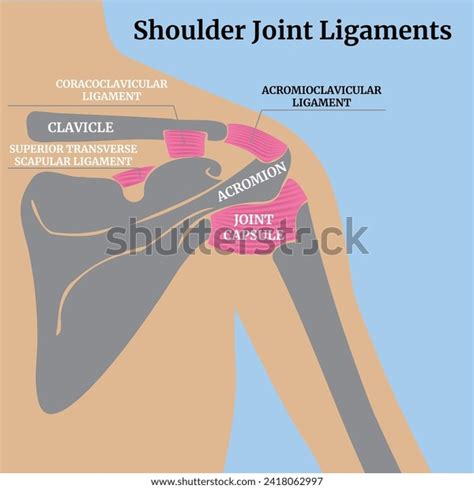 Cross Sectional Anatomy Human Muscles Bones Ligaments Stock Vector