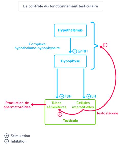 R Gulation Du Fonctionnement Testiculaire
