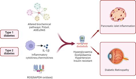 Frontiers The Role Of Inflammation In Immune System Of Diabetic