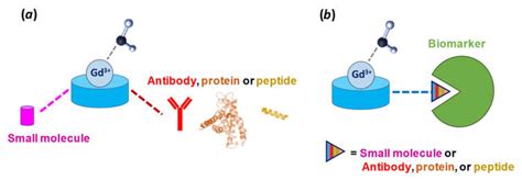 Schematic Representation Of Targeted Contrast Agents A And Their Download Scientific Diagram