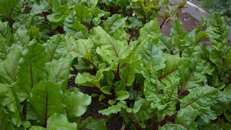 Growing Beetroot Tips Times And Seasons For Growing Beetroot