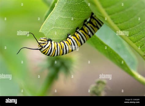 Monarch butterfly caterpillar on common milkweed Stock Photo - Alamy