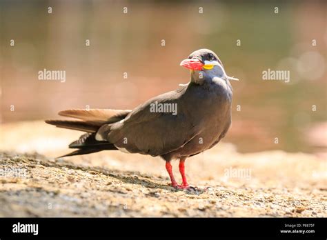 The Inca Tern Larosterna Inca Bird Has Dark Grey Body White Moustache