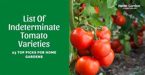 Top Indeterminate Tomato Varieties To Try Home Garden Vegetables