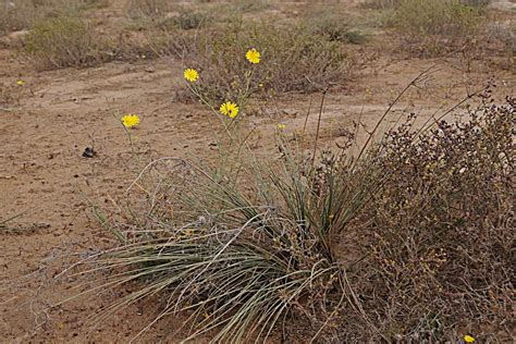 Birds of Saudi Arabia: Some Flowering Desert Plants - Sabkhat Al Fasl