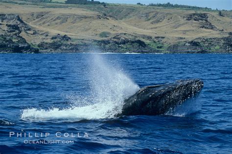 Humpback Whale Head Lunge Megaptera Novaeangliae Molokai Hawaii