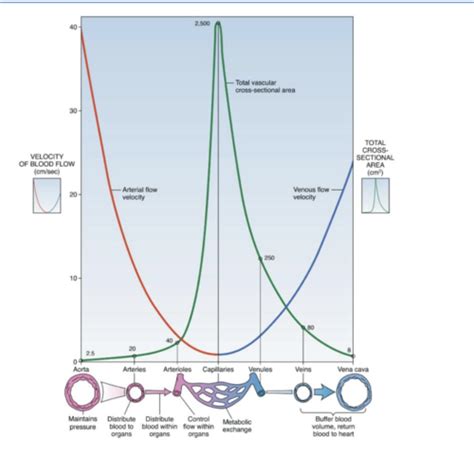 Arterial Hemodynamics Flashcards Quizlet