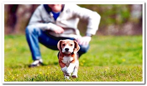 train  dog step  step dogsis