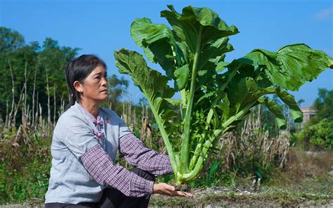 今年芥菜大丰收用传统方法腌制成酸菜15天就能吃方法超简单 哔哩哔哩