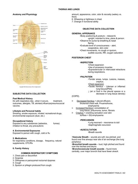 Thorax And Lungs Pdf Lung Thorax