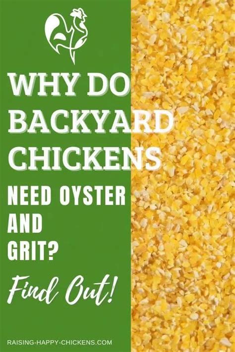 Grit And Oyster Shell Why Chickens Need Them Artofit