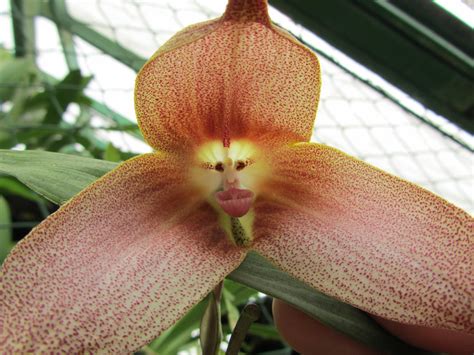 The Amazing Monkey Orchid