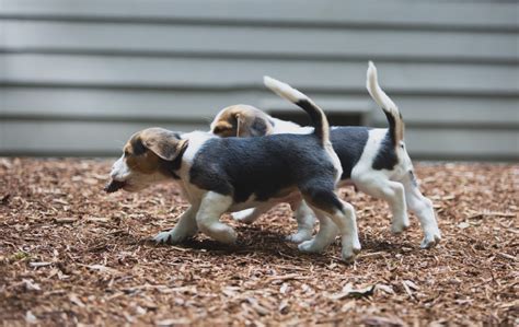 Beagle Puppies Are 8 Weeks Old Woodinville Seattle Wa Akc Kazuri