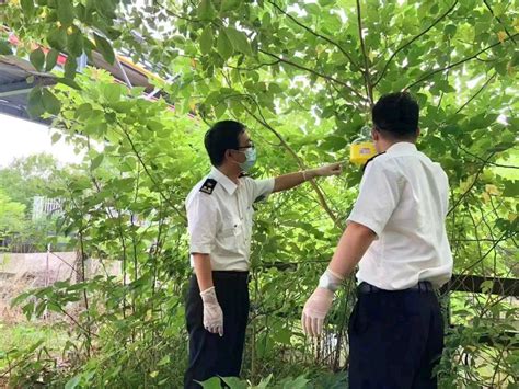 海关如何实施《外来入侵物种管理办法》？防控我国生物