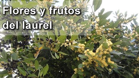 El Laurel Sus Flores Y Frutos Youtube