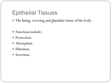 A Closer Look Tissues Of The Human Body Epithelial Tissues The Lining