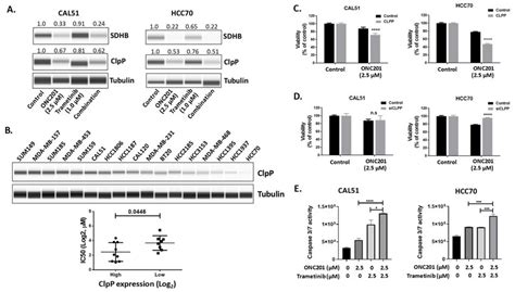 Assessment Of The Known Direct Targets Of Onc201 Sdhb And Clpp In