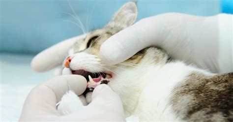 Stages And Treatment Of Gum Disease In Cats Petlifenz