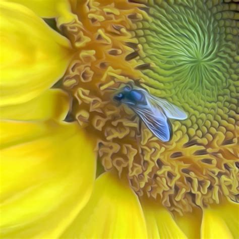 Bee On Sunflower Smooth Free Stock Photo Public Domain Pictures