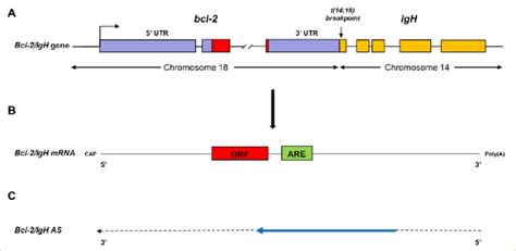 Schematic Structure Of T 14 18 Translocation Juxtaposing The Bcl 2