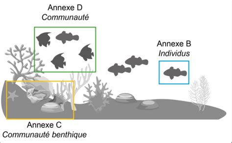 Schéma des différentes échelles écologiques étudiées Download