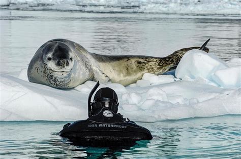Leopard Seal Size Compared To Human Of Course I Was Very Focussed As