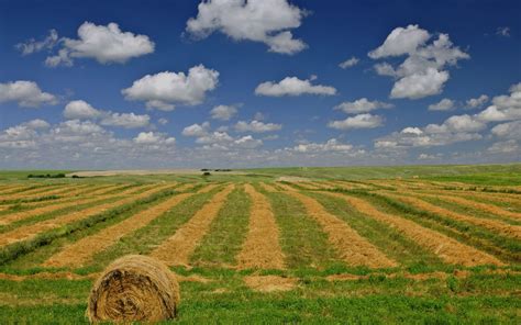 Canadian Prairie Wheat Farms X Wallpaper Teahub Io