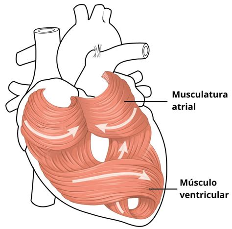 Partes Del Corazón Y Sus Funciones Qué Son Arterias Venas