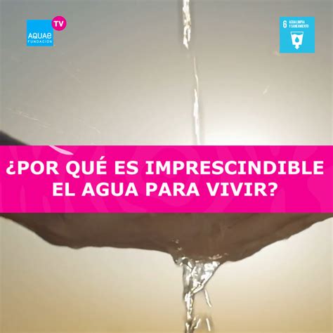 ¿por Qué Es Necesaria El Agua Para Vivir Fundación Aquae