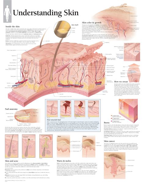 Understanding Skin Anatomical Parts Charts The Best Porn Website