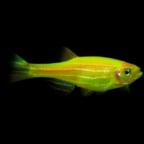 Electric Yellow Danio Petlink