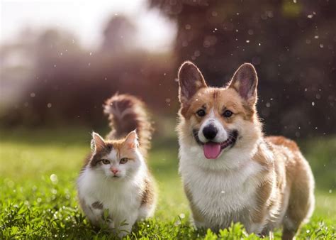 outdoor enclosures   pet pinnacle hardware