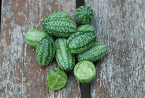 Garden Posts Growing Cucamelon